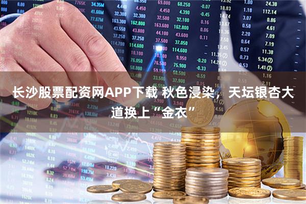 长沙股票配资网APP下载 秋色浸染，天坛银杏大道换上“金衣”