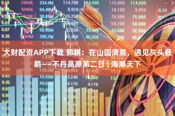 大财配资APP下载 郭耕：在山国清晨，遇见灰头薮鹛——不丹高原第二日 | 海潮天下